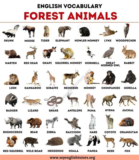 Forest Animals: List Of Animals That Live In The Forest.